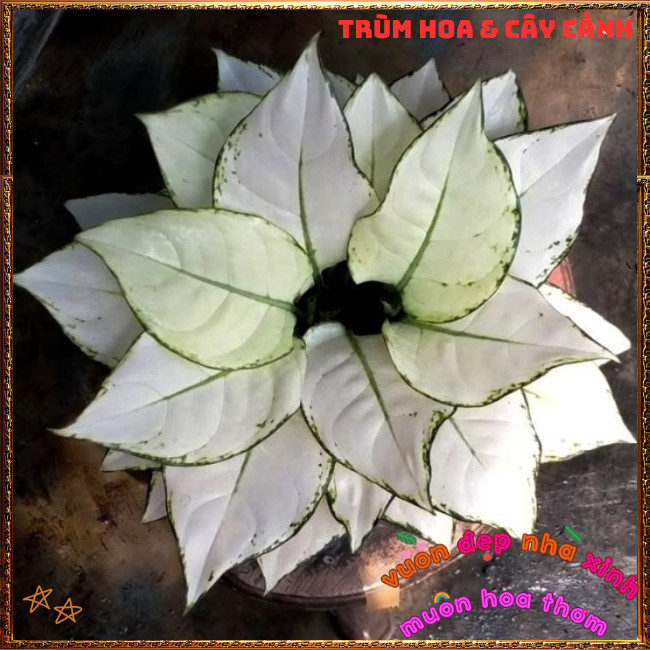 Chậu Cây VẠN LỘC TRẮNG trồng trong nhà lọc không khí mang đến may mắn️📩Hoa Mười Giờ Bonsai & Phụ Kiện