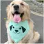 Ins Influencer 2026 Thú Cưng Chó Con Tam Giác Khăn Nước Bọt Khăn Lớn Vừa Nhỏ Chó Vàng Retriever Husky Trang Trí Thú Cưng