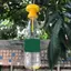 JCSYFAC Trái Cây Ruồi Bẫy Sát Thủ Nhựa Drosophila Bẫy Ruồi Bắt Sâu Hại Kiểm Soát Côn Trùng Mới