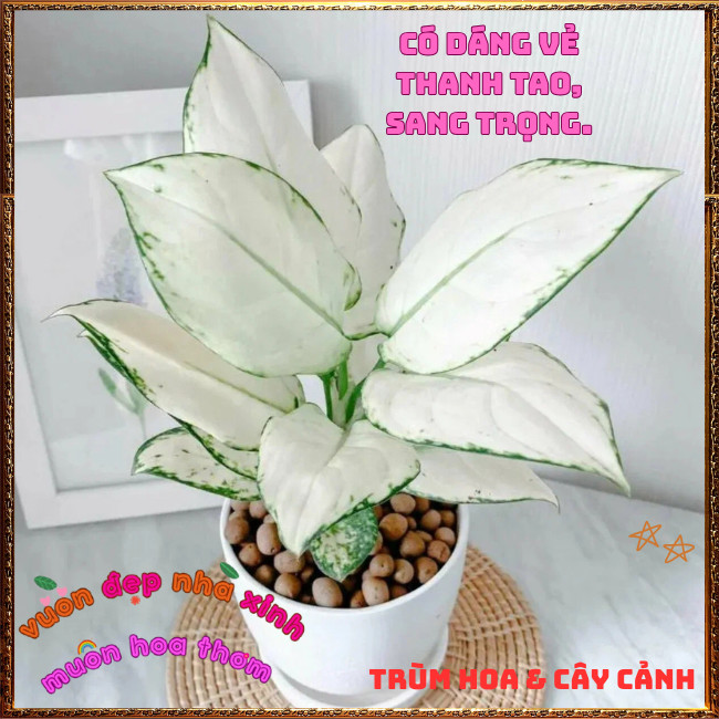 Chậu Cây VẠN LỘC TRẮNG trồng trong nhà lọc không khí mang đến may mắn️📩Hoa Mười Giờ Bonsai & Phụ Kiện
