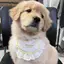 Dễ Thương Thú Cưng Nước Bọt Khăn ins Hoạt Hình Yếm Nhỏ Vừa Chó Teddy Mèo Bichon Ảnh Búp Bê Khăn