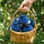 AqToCna Mô Phỏng Dễ Thương Blueberry Sang Trọng Búp Bê Móc Khóa Vô Tội Mặt Túi Quyến Rũ Đồ Chơi Nhồi Bông Cho Trẻ Em Nữ Xe Bapa Trang Trí AqToCna
