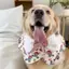 Phong Cách Mới Thú Cưng Nước Bọt Yếm Thú Cưng Chó Golden Retriever Trang Trí Dễ Thương Yếm Khăn Trang Sức