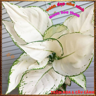 Chậu Cây VẠN LỘC TRẮNG trồng trong nhà lọc không khí mang đến may mắn️📜Hoa Giống Mới Siêu Đẹp, Dễ Trồng