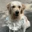 Thú Cưng Yếm Bốn Mùa Chó Nước Bọt Khăn Cho Chó Yếm Lớn Vừa Chó Nhỏ Vàng Retriever Ren Trang Trí Yếm Khăn
