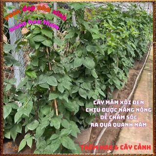 Chậu cây PHÚC BỒN TỬ chịu nhiệt MÂM XÔI ĐEN ra quả quanh năm dễ trồng 📘 VƯỜN HOA CỔ TÍCH