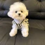 Mùa Hè Thú Cưng Đầm Quần Áo Cho Chó Mùa Hè Mỏng Phong Cách Teddy Bichon Pomeranian Yorkshire Chó Nhỏ Mèo Công Chúa Đầm