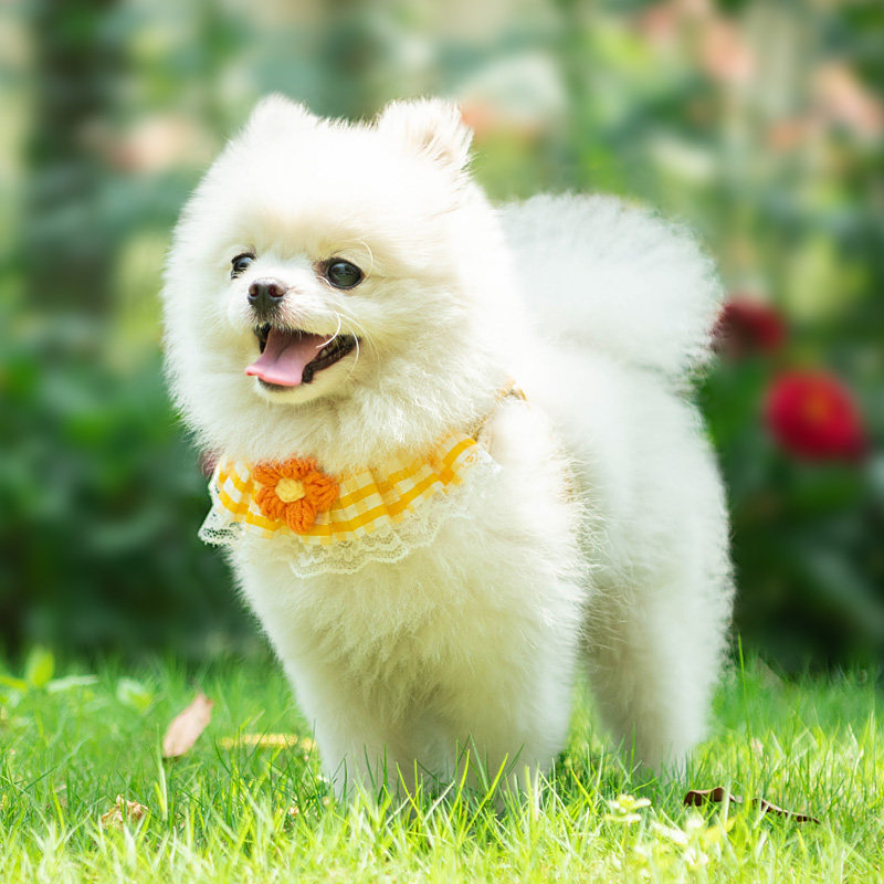 Dây kéo cho chó Dây đeo ngực Tương tự Khăn ren Dây đeo ngực Mèo Vest Phong cách Pomeranian Teddy Bichon Dây đi bộ cho chó nhỏ Dây xích chó cỡ vừa