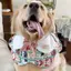 2026 Phong Cách Mới Cho Thú Cưng Nước Bọt Mùa Xuân Mùa Hè Mỏng Phong Cách Chó Golden Retriever Edge Musamo Trang Trí Yếm Dễ Thương Yếm Trang Sức