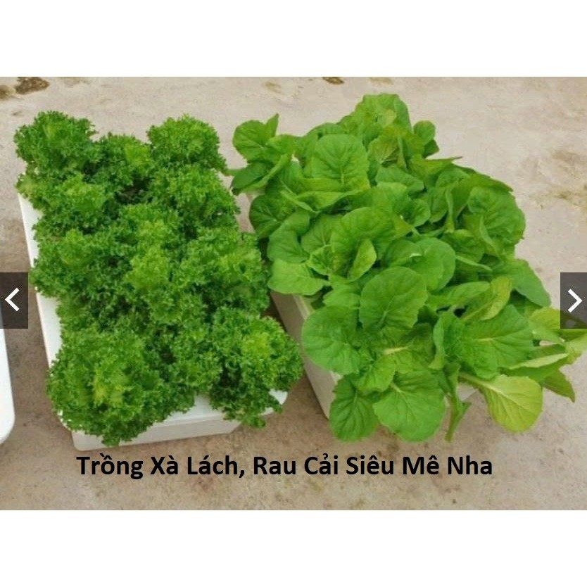 Dung Dịch Thủy Canh A+B – Dinh Dưỡng Trồng Rau Thủy Canh Tại Nhà, Rau Xanh Khỏe - Bộ 1 Lít Trí Toàn