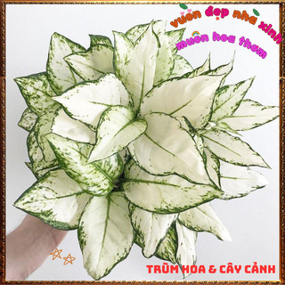 Chậu Cây VẠN LỘC TRẮNG trồng trong mát làm tiểu cảnh xinh lọc không khí tốt 📕 Siêu Thị Hoa Và Cây Giống