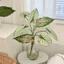 Linh hồn| Lá giả lâu trôi Lá nhân tạo Thân lá Alocasia nhân tạo – Cây xanh nhiệt đới giả thực tế cho đám cưới Trung tâm Bình gia đình Trang trí hoa tự làm