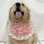 Thú Cưng Chó Yếm Tròn Túi 2026 Phong Cách Mới Chụp Hình Trang Trí Golden Retriever Labrador Nhỏ Vừa Lớn Chó Nước Bọt Khăn