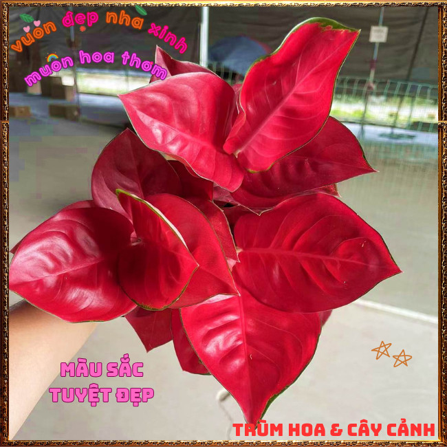 Chậu Cây VẠN LỘC SON trồng trong nhà lọc không khí mang đến may mắn️📩Hoa Mười Giờ Bonsai & Phụ Kiện