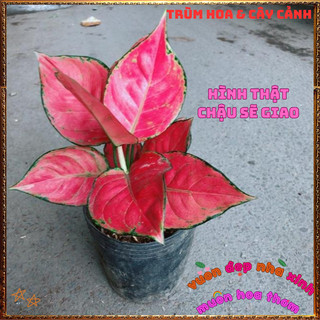 Chậu Cây VẠN LỘC ĐỎ SON trồng trong mát làm tiểu cảnh xinh lọc không khí tốt 📙 VƯỜN HOA CỔ TÍCH