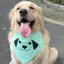 Ins Influencer 2026 Thú Cưng Chó Con Tam Giác Khăn Nước Bọt Khăn Lớn Vừa Nhỏ Chó Vàng Retriever Husky Trang Trí Thú Cưng