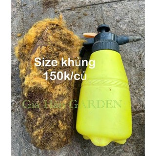 AA A củ dương xỉ culi size to lông vàng trang trí trong nhà siêu đẹp