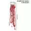 PNPIA- Etro Phóng Đại Dài sel Đính Hạt Dây Xích Thổ Cẩm Quần Áo Thắt Lưng Pin Quần Dây Xích Đa Chức Năng Trang Sức Phụ Kiện Quà Tặng