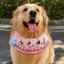 2026 Yếm Mùa Xuân Mùa Hè Yếm Phong Cách Mới Chó Golden Retriever Samoyed Husky Border Shepherd Yếm Trang Sức Dễ Thương