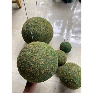 ... quả cầu Kekodama đặc, rêu xanh có thể tái sinh khi đủ ẩm và nắng .