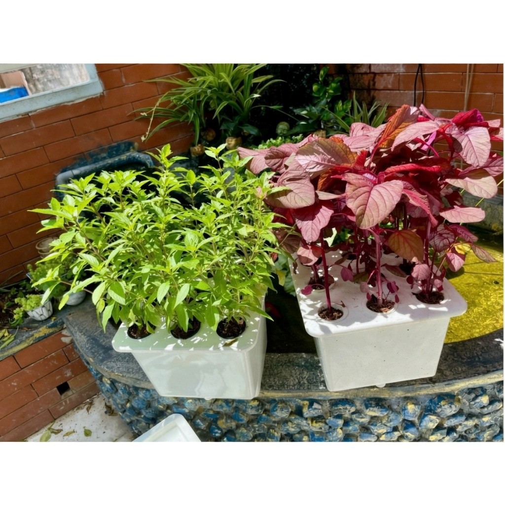 Dung Dịch Thủy Canh A+B – Dinh Dưỡng Trồng Rau Thủy Canh Tại Nhà, Rau Xanh Khỏe - Bộ 1 Lít Trí Toàn