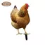Hen Garden Cọc Trang Trí Sân Ký Động Vật Trang Trí Gà Đất Chèn Sân Nghệ Thuật Cho Trang Trại Sân Sân Ngoài Trời Đường Đi