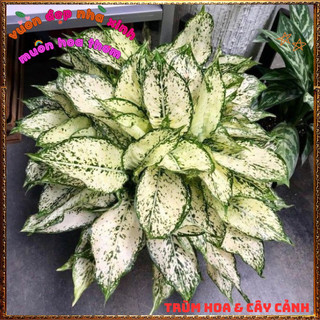 Chậu Cây VẠN LỘC XANH trồng trong nhà lọc không khí mang đến may mắn️📬Làng Hoa Sa Đéc
