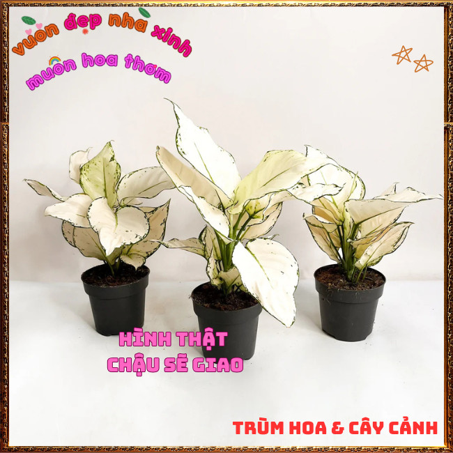 Chậu Cây VẠN LỘC TRẮNG mang may mắn vui vẻ để bàn làm việc, văn phòng️️🍔TRÙM HOA VÀ CÂY CẢNH