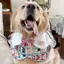 2026 Phong Cách Mới Cho Thú Cưng Nước Bọt Mùa Xuân Mùa Hè Mỏng Phong Cách Chó Golden Retriever Edge Musamo Trang Trí Yếm Dễ Thương Yếm Trang Sức