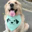 Ins Influencer 2026 Thú Cưng Chó Con Tam Giác Khăn Nước Bọt Khăn Lớn Vừa Nhỏ Chó Vàng Retriever Husky Trang Trí Thú Cưng