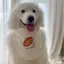 Thú Cưng Chó Nước Bọt Khăn Yếm Dễ Thương Lớn Vừa Chó Nhỏ Samo Golden Retriever Alaska Yếm Yếm Yếm