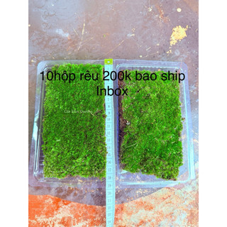 AA A 10hộp rêu chuyên đắp chậu cây cảnh bonsai, terarium ,bán cạn...vv