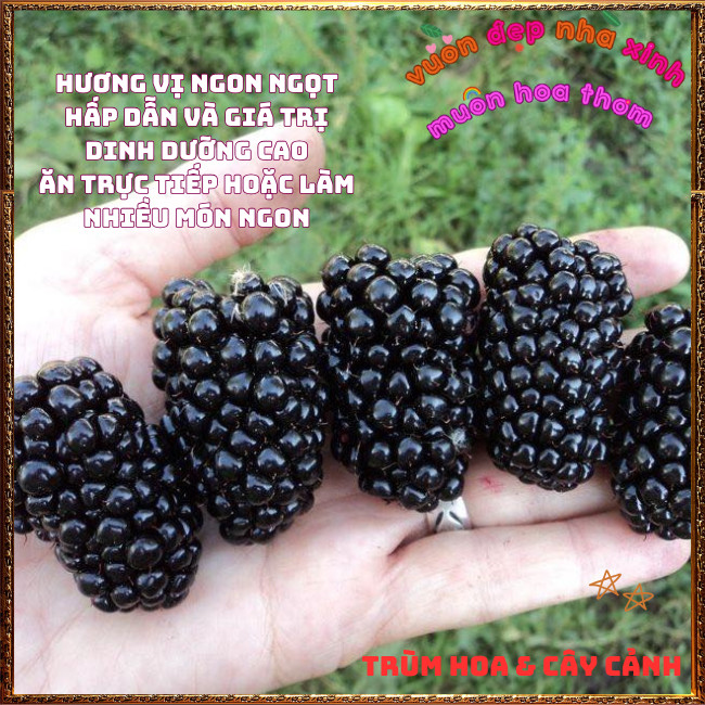 Chậu Cây MÂM XÔI ĐEN chịu nhiệt trái quanh năm PHÚC BỒN TỬ dễ trồng️📩 Hoa Mười Giờ Bonsai & Phụ Kiện