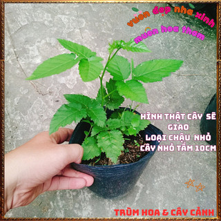 Chậu cây PHÚC BỒN TỬ chịu nhiệt MÂM XÔI ĐEN ra quả quanh năm dễ trồng 📘 VƯỜN HOA CỔ TÍCH