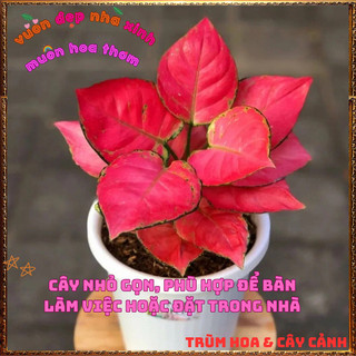 Chậu Cây VẠN LỘC SON trồng trong nhà lọc không khí mang đến may mắn️📬Làng Hoa Sa Đéc