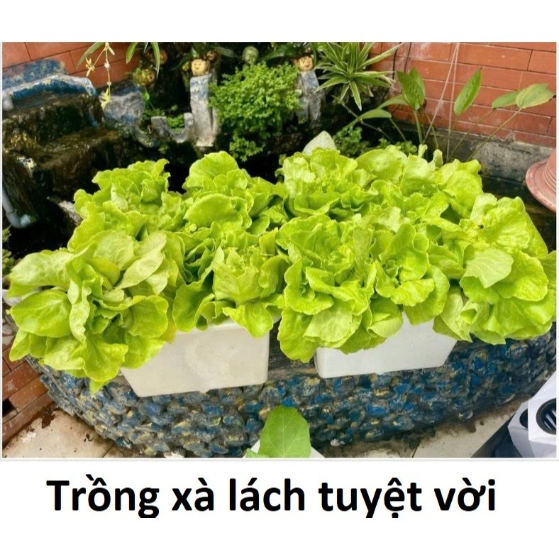 Dung Dịch Thủy Canh A+B – Dinh Dưỡng Trồng Rau Thủy Canh Tại Nhà, Rau Xanh Khỏe - Bộ 1 Lít Trí Toàn