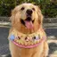 2026 Yếm Mùa Xuân Mùa Hè Yếm Phong Cách Mới Chó Golden Retriever Samoyed Husky Border Shepherd Yếm Trang Sức Dễ Thương