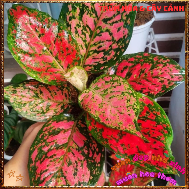 Chậu Cây VẠN LỘC HỒNG ĐỐM trồng trong nhà lọc không khí mang may mắn️📩Hoa Mười Giờ Bonsai & Phụ Kiện