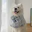 Samoyed Vừa Lớn Chó Nước Bọt Khăn Khăn Cho Chó Nước Bọt Túi Yếm Yếm Trang Sức Thú Cưng Yếm Dễ Thương