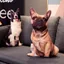DARON Chó Sang Trọng Đồ Chơi, Labrador Corgi Sofa Phòng Ngủ Chó Nhồi Bông Gối, Thú Cưng Người Yêu Sống Động Như Thật Trang Trí Nhà Mô Phỏng 3D Đệm Chó Thú Nhồi Bông