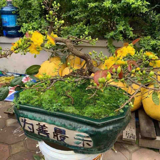 AA A 10hộp rêu chuyên đắp chậu cây cảnh bonsai, terarium ,bán cạn...vv
