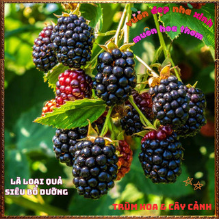 Chậu Cây MÂM XÔI ĐEN chịu nhiệt trái quanh năm PHÚC BỒN TỬ dễ trồng️📜 Hoa Giống Mới Siêu Đẹp, Dễ Trồng