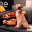 THEGIRL8B Gối Nhồi Bông Cho Chó, Labrador Corgi Shiba Inu Bulldog Đồ Chơi Sang Trọng Cho Chó, Quà Tặng Người Yêu Thú Cưng Trang Trí Nhà Sofa Như Thật Phòng Ngủ Đệm Chó Thú Nhồi Bông