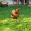 Hen Garden Cọc Trang Trí Sân Ký Động Vật Trang Trí Gà Đất Chèn Sân Nghệ Thuật Cho Trang Trại Sân Sân Ngoài Trời Đường Đi