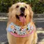 2026 Yếm Mùa Xuân Mùa Hè Yếm Phong Cách Mới Chó Golden Retriever Samoyed Husky Border Shepherd Yếm Trang Sức Dễ Thương