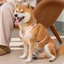 Dây kéo cho chó Nhỏ cỡ vừa Chó chống cháy nổ Đấm dễ thương Dây đeo ngực nhẹ Corgi Bichon Vest Phong cách Chó đi bộ
