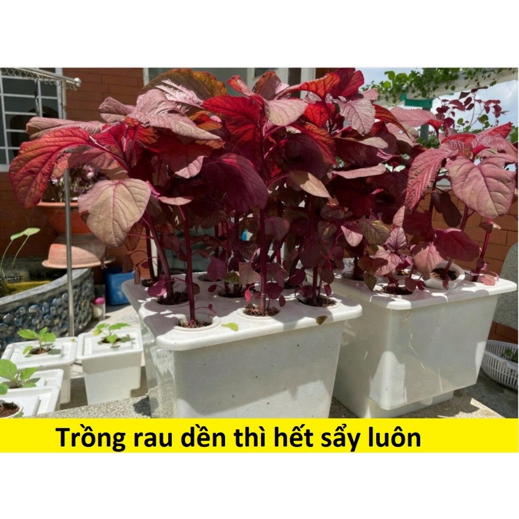 Dung Dịch Thủy Canh A+B – Dinh Dưỡng Trồng Rau Thủy Canh Tại Nhà, Rau Xanh Khỏe - Bộ 1 Lít Trí Toàn