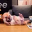 THEGIRL8B Gối Nhồi Bông Cho Chó, Labrador Corgi Shiba Inu Bulldog Đồ Chơi Sang Trọng Cho Chó, Quà Tặng Người Yêu Thú Cưng Trang Trí Nhà Sofa Như Thật Phòng Ngủ Đệm Chó Thú Nhồi Bông
