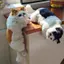 HFTOY Mô Phỏng Lông Treo Mèo Thực Tế Búp Bê Mèo Động Vật Các Bức Tượng Nhỏ Treo Sang Trọng Đồ Chơi Mèo Con Dễ Thương Mô Hình Mèo Con Quà Tặng Trang Trí Tivi Gia Đình ~