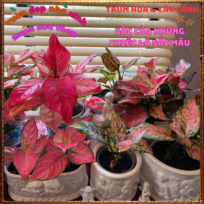 Chậu Cây VẠN LỘC HỒNG ĐỐM trồng trong nhà lọc không khí mang may mắn️📩Hoa Mười Giờ Bonsai & Phụ Kiện